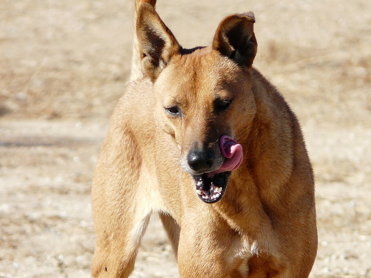 Carolina Dog — 2