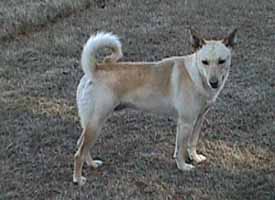 Carolina Dog — 3