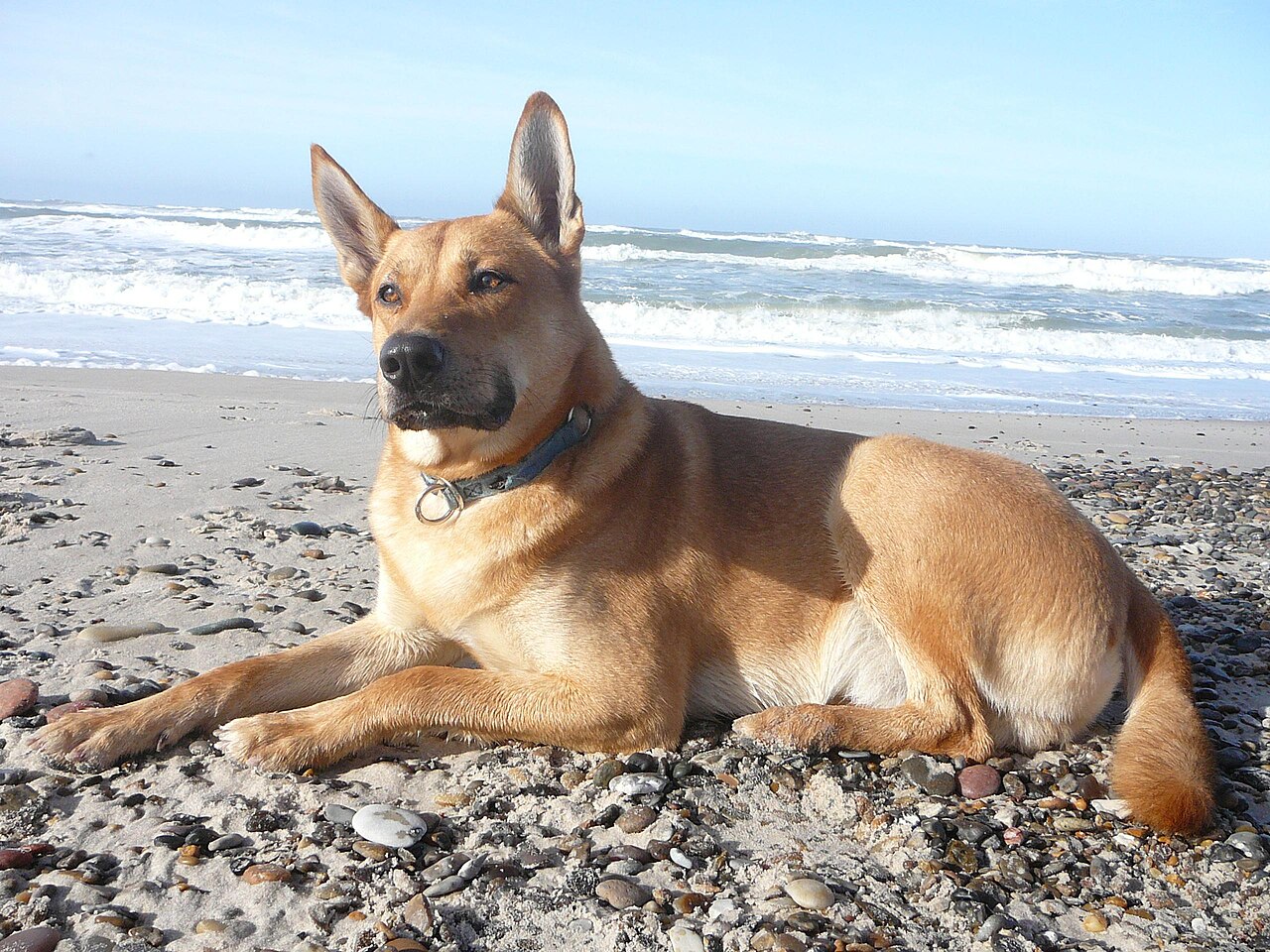 Carolina Dog — 4