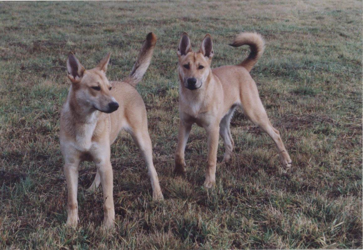 Carolina Dog — 5