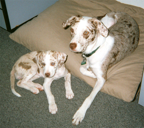 Catahoula Leopard Dog — 1