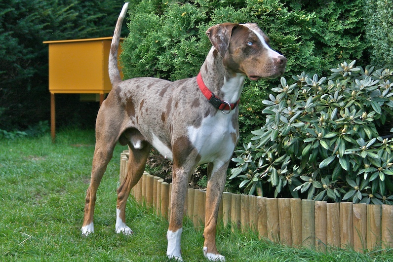 Catahoula Leopard Dog — 2