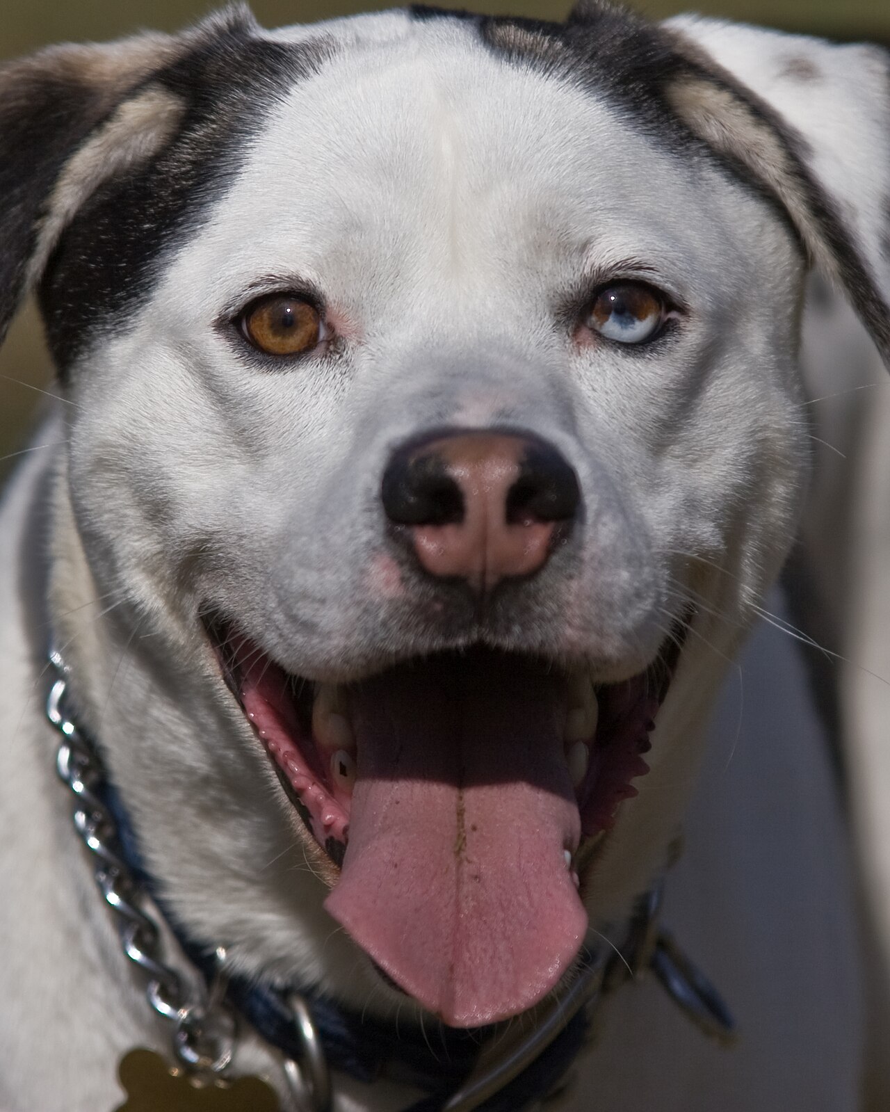 Catahoula Leopard Dog — 3