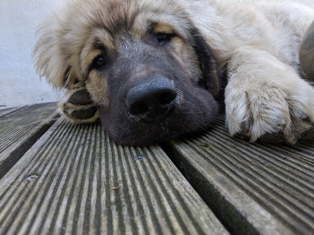 Caucasian Shepherd Dog — 1
