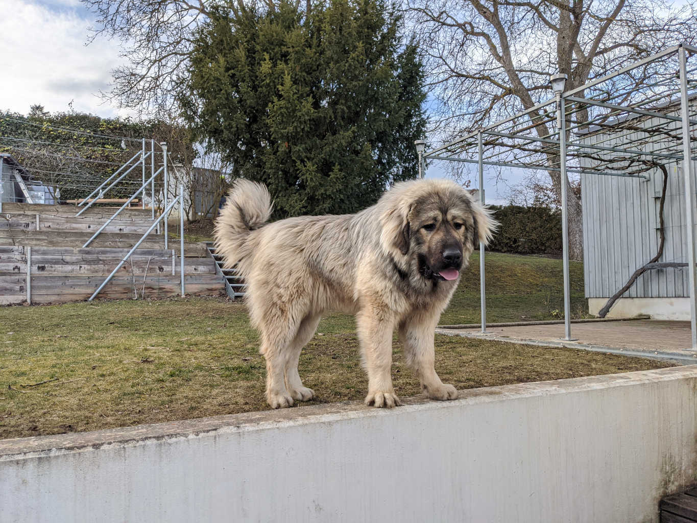 Caucasian Shepherd Dog — 2
