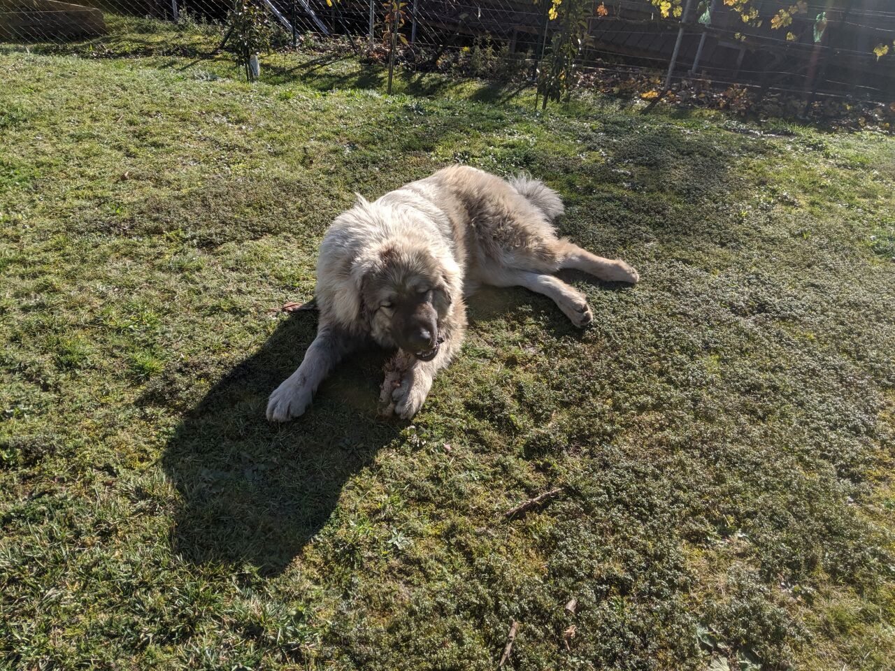 Caucasian Shepherd Dog — 3
