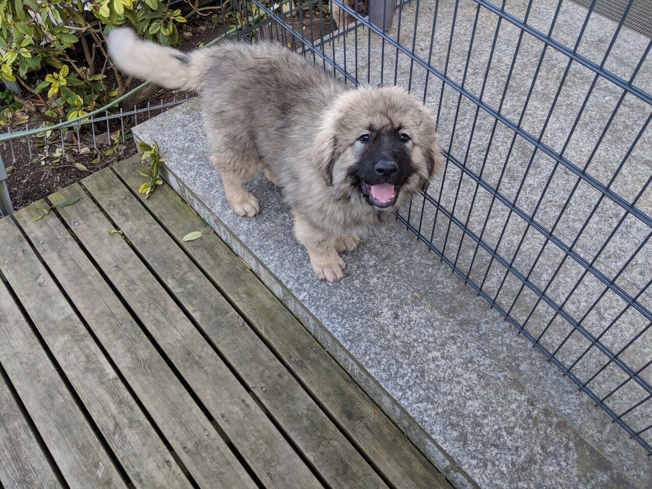 Caucasian Shepherd Dog — 4