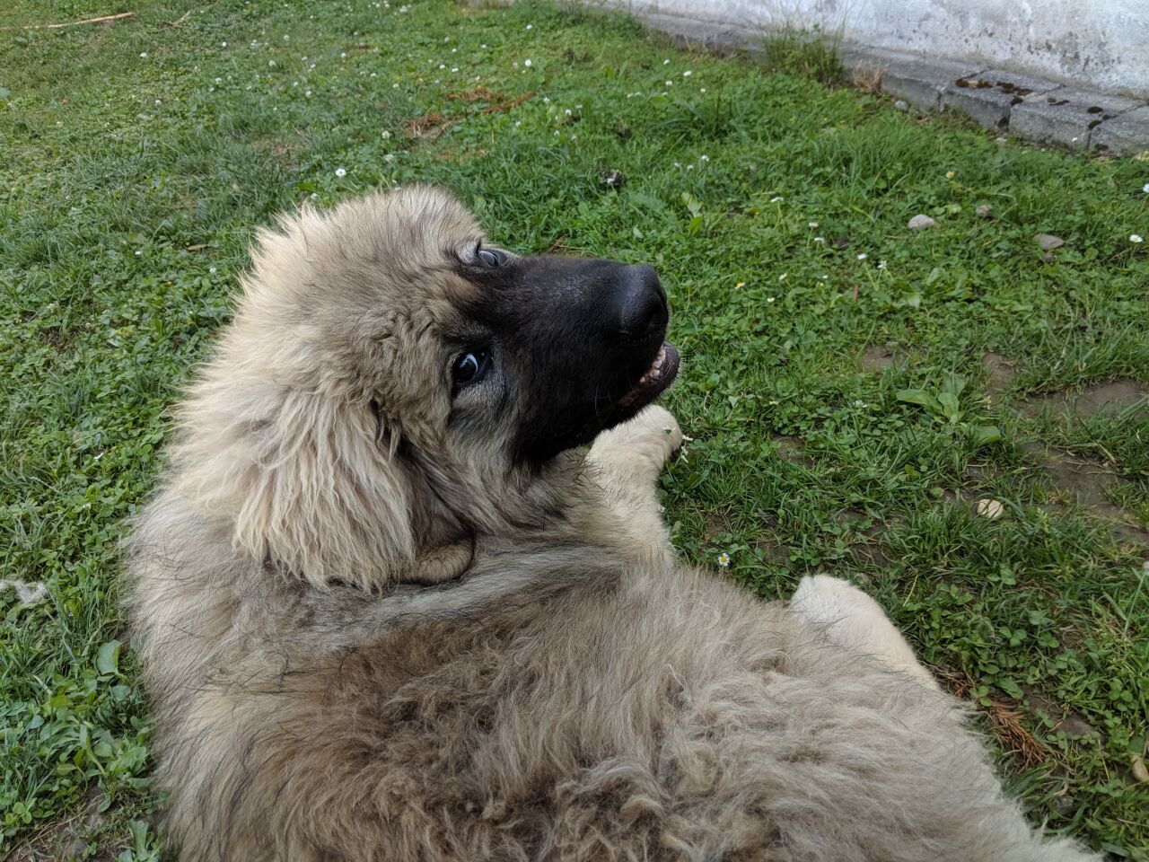 Caucasian Shepherd Dog — 5