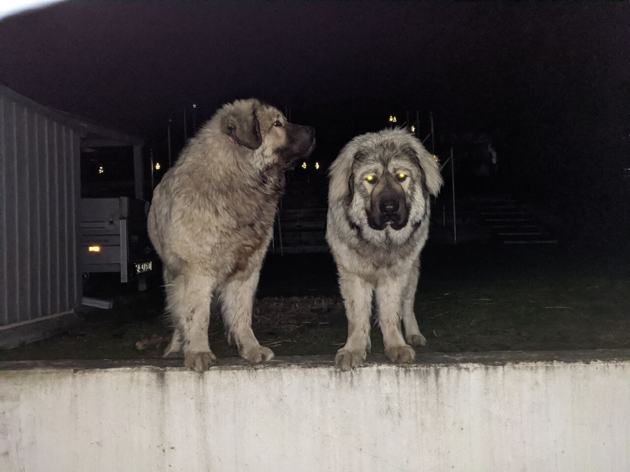 Caucasian Shepherd Dog — 6