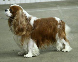 Cavalier King Charles Spaniel — 1