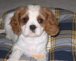 Cavalier King Charles Spaniel — 2
