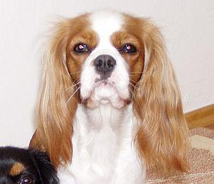 Cavalier King Charles Spaniel — 3