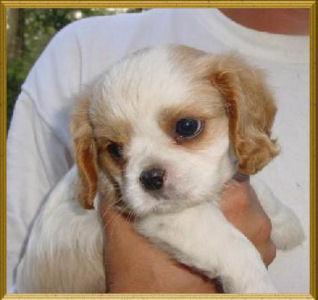 Cavalier King Charles Spaniel — 4