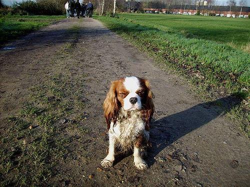 Cavalier King Charles Spaniel — 5