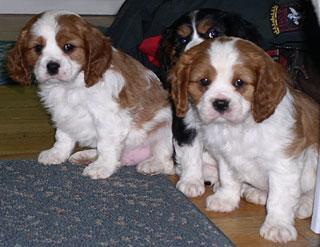 Cavalier King Charles Spaniel — 6