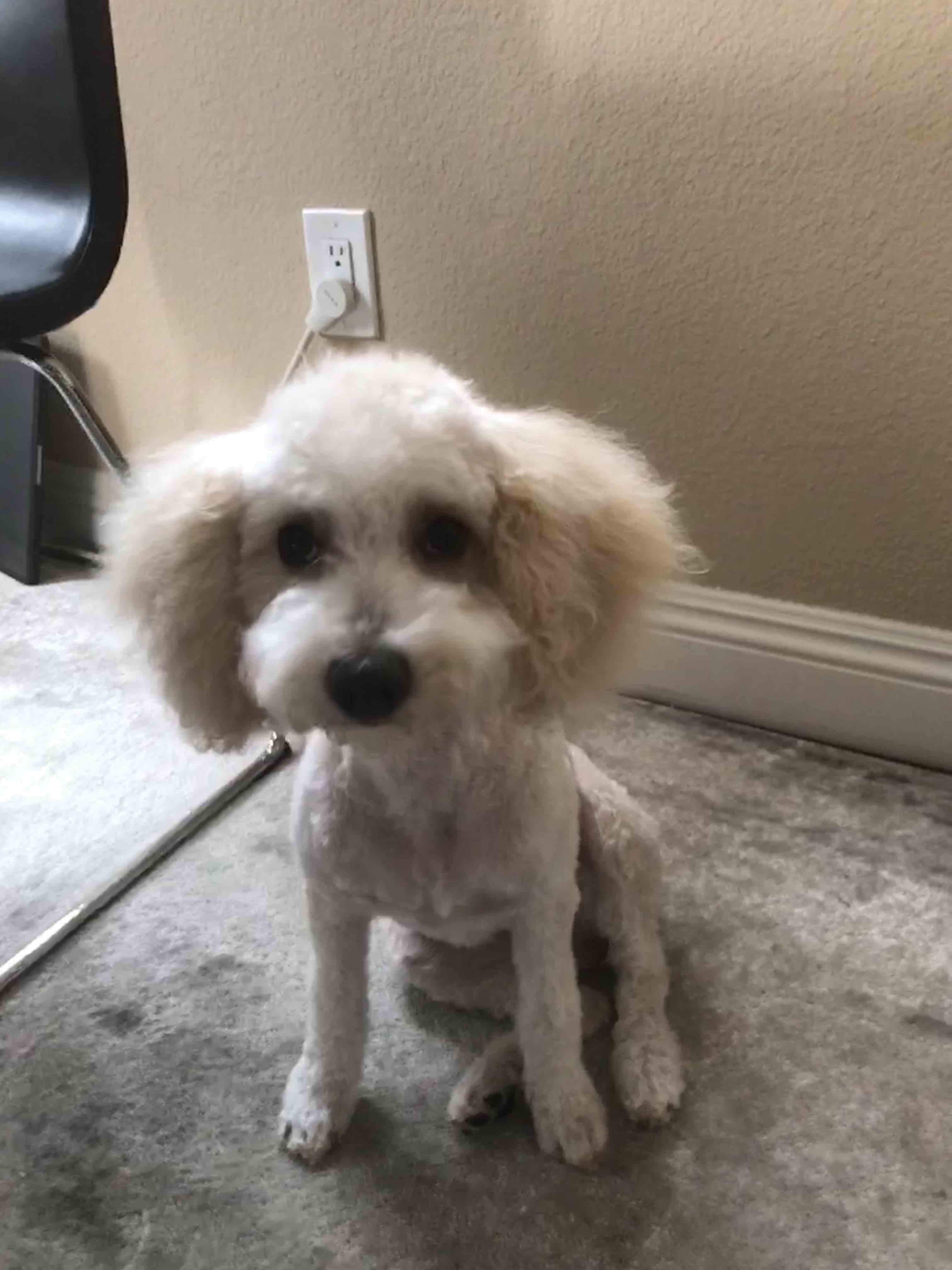 Cavapoo — 1