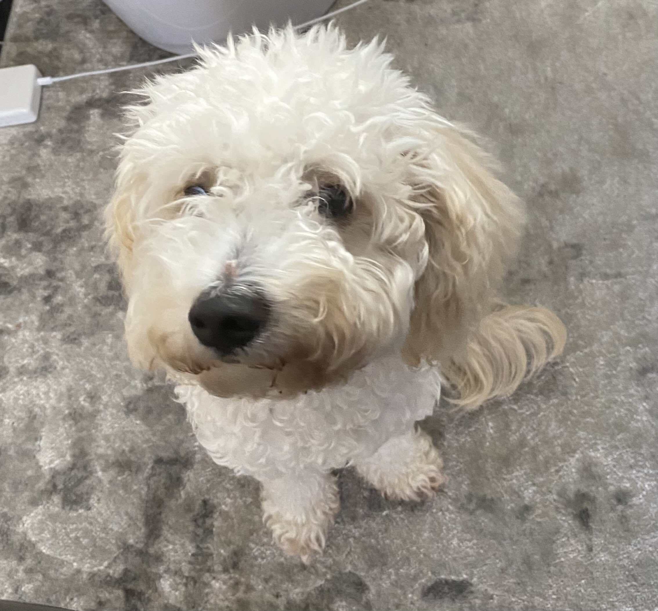 Cavapoo — 2
