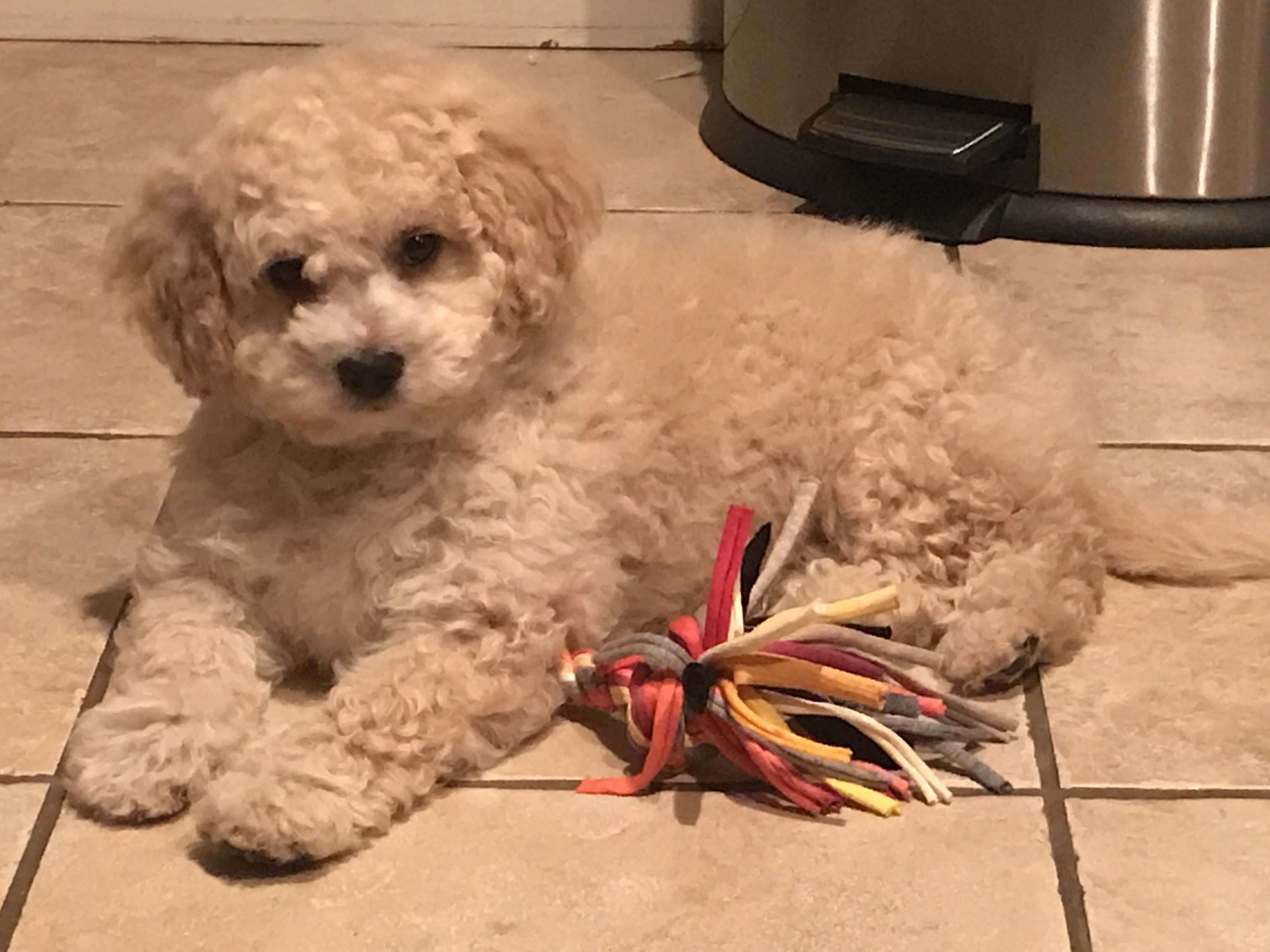 Cavapoo — 3