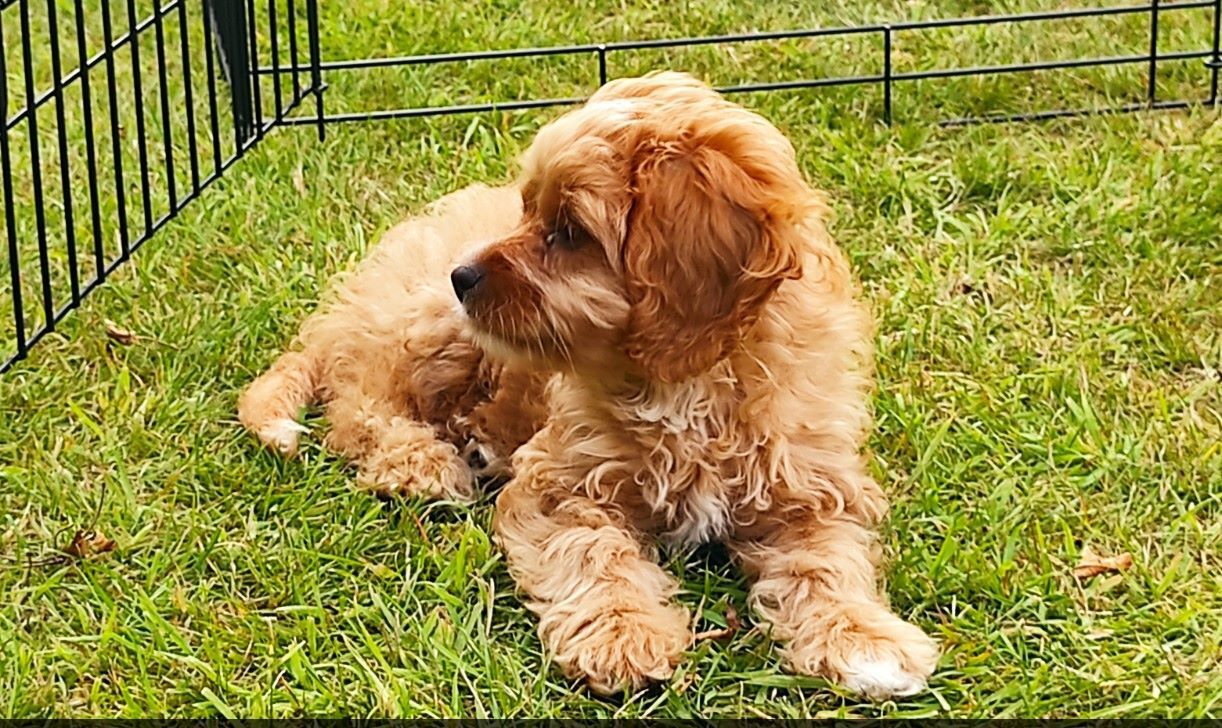 Cavapoo — 4