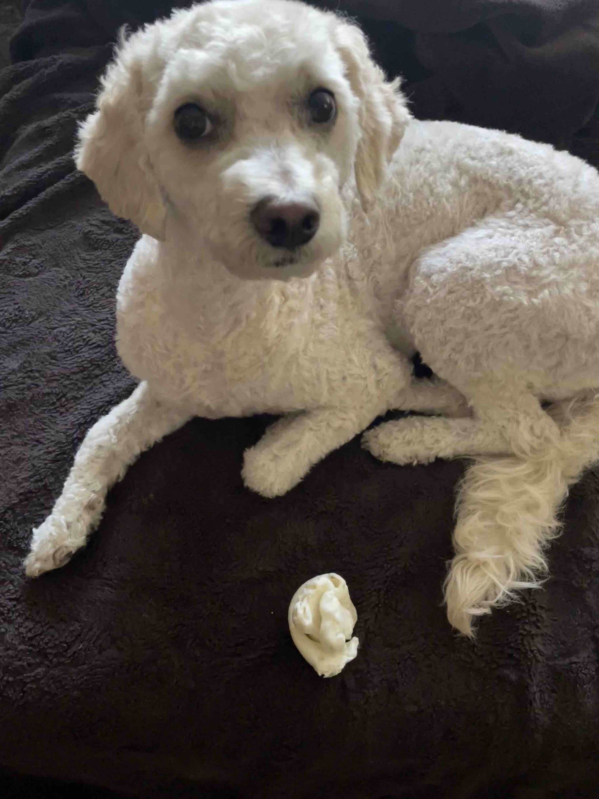 Cavapoo — 5
