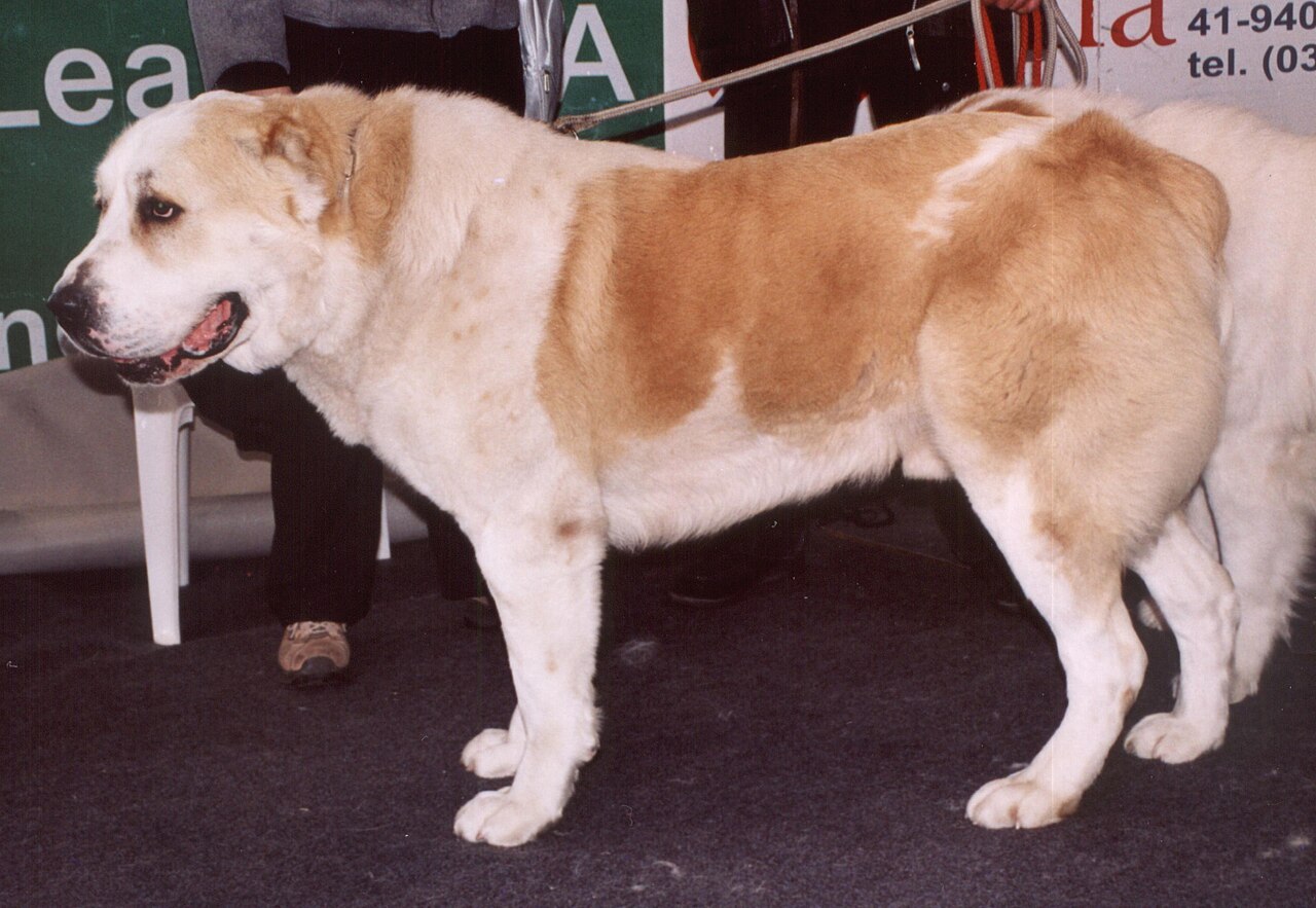 Central Asian Shepherd Dog — 1