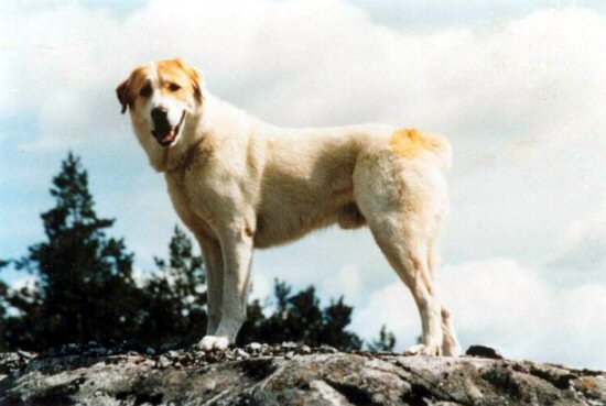 Central Asian Shepherd Dog — 2