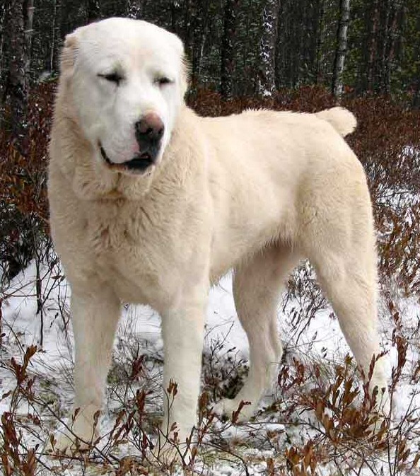 Central Asian Shepherd Dog — 3