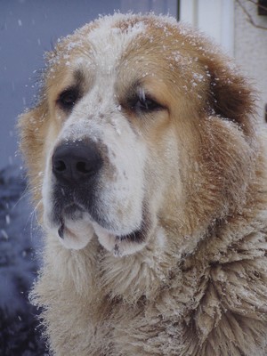 Central Asian Shepherd Dog — 4