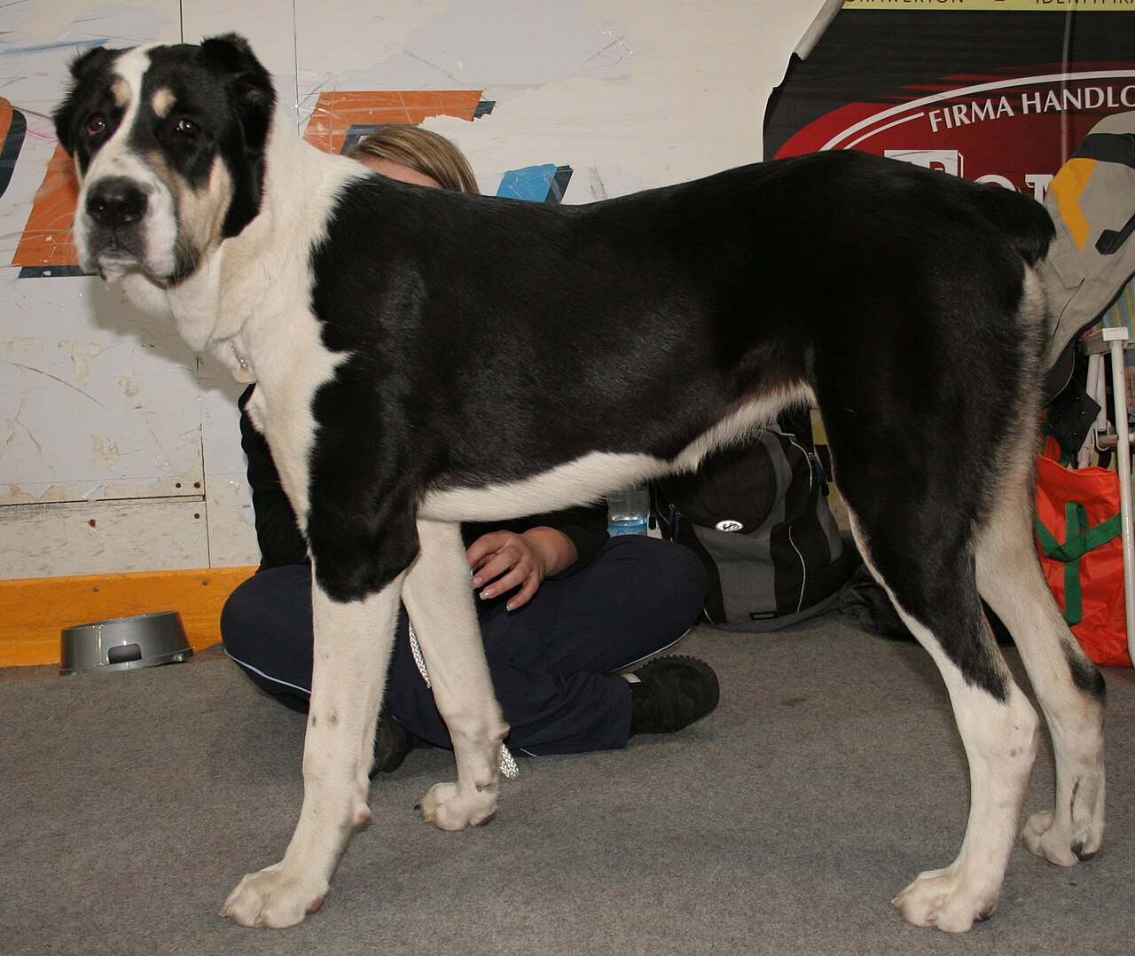 Central Asian Shepherd Dog — 6