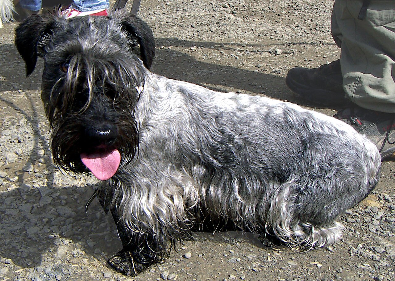 Cesky Terrier — 1
