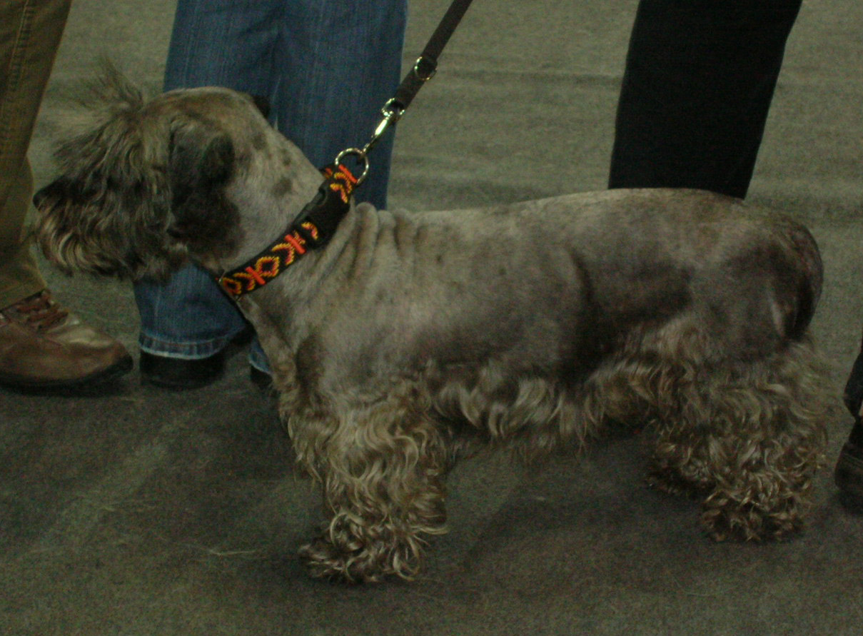 Cesky Terrier — 2