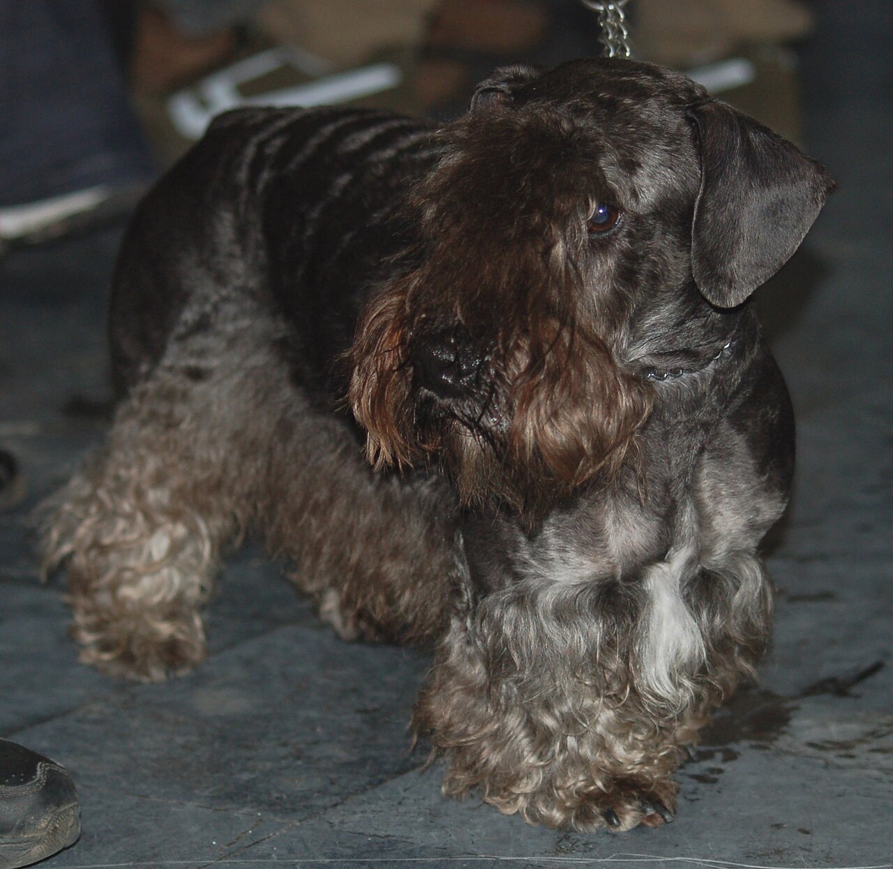 Cesky Terrier — 3