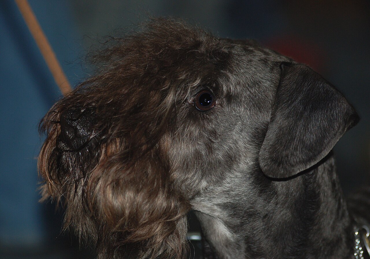 Cesky Terrier — 4