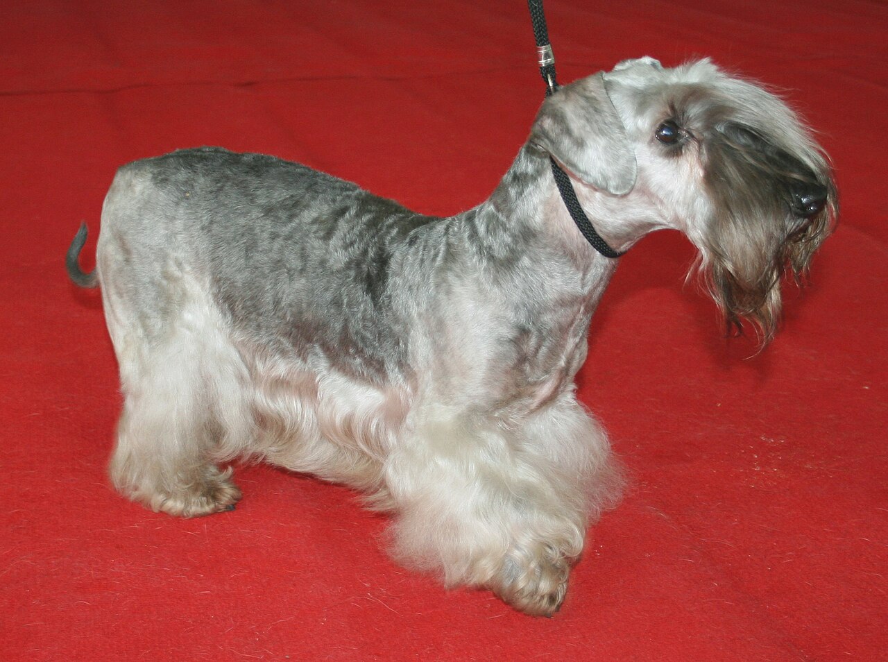 Cesky Terrier — 5