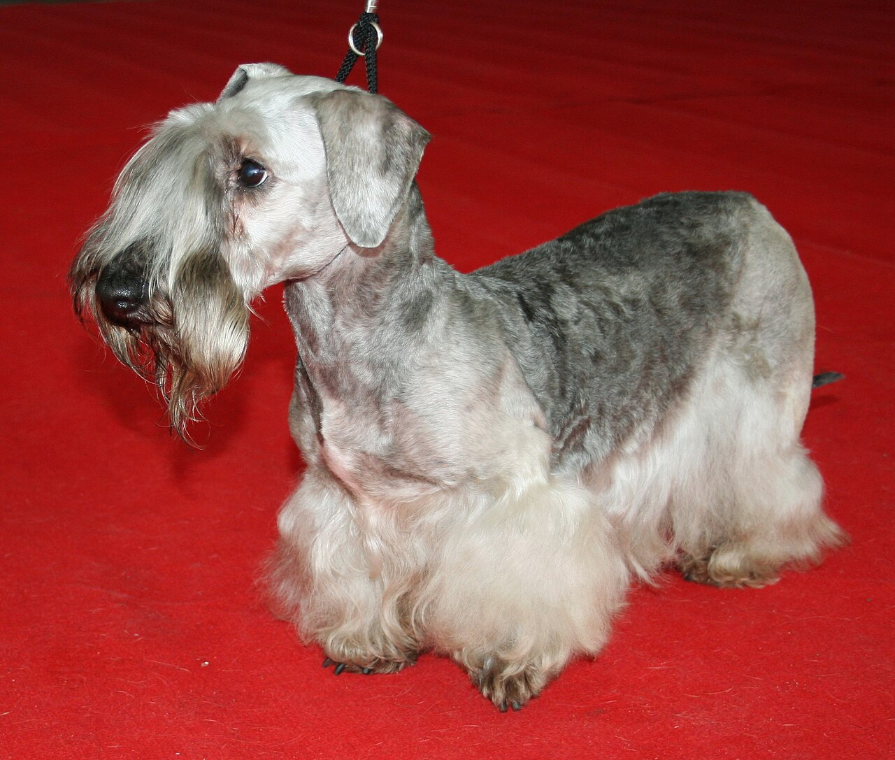Cesky Terrier — 6