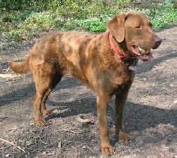 Chesapeake Bay Retriever — 1