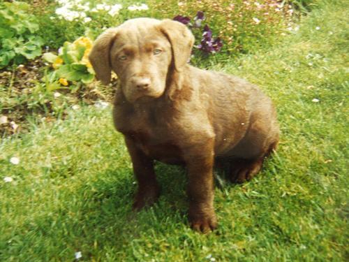 Chesapeake Bay Retriever — 2