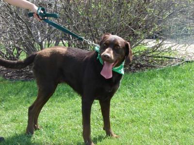 Chesapeake Bay Retriever — 3