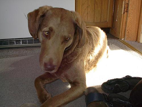 Chesapeake Bay Retriever — 4