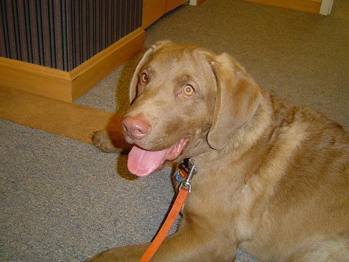 Chesapeake Bay Retriever — 5