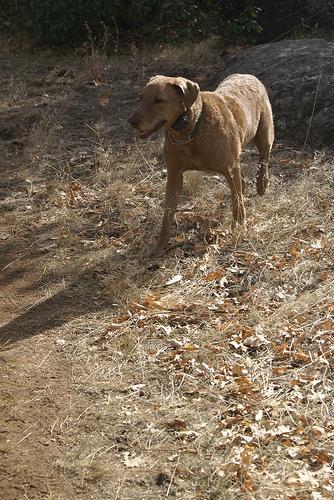 Chesapeake Bay Retriever — 6