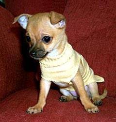 Chihuahua — 1