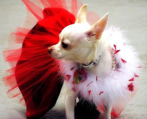 Chihuahua — 2