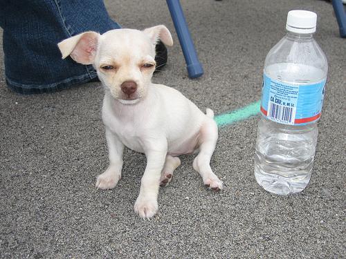 Chihuahua — 3