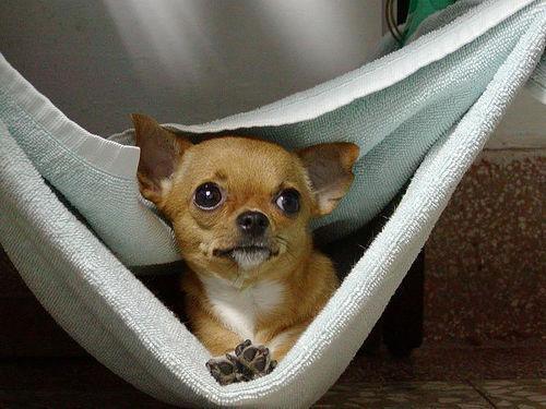 Chihuahua — 5