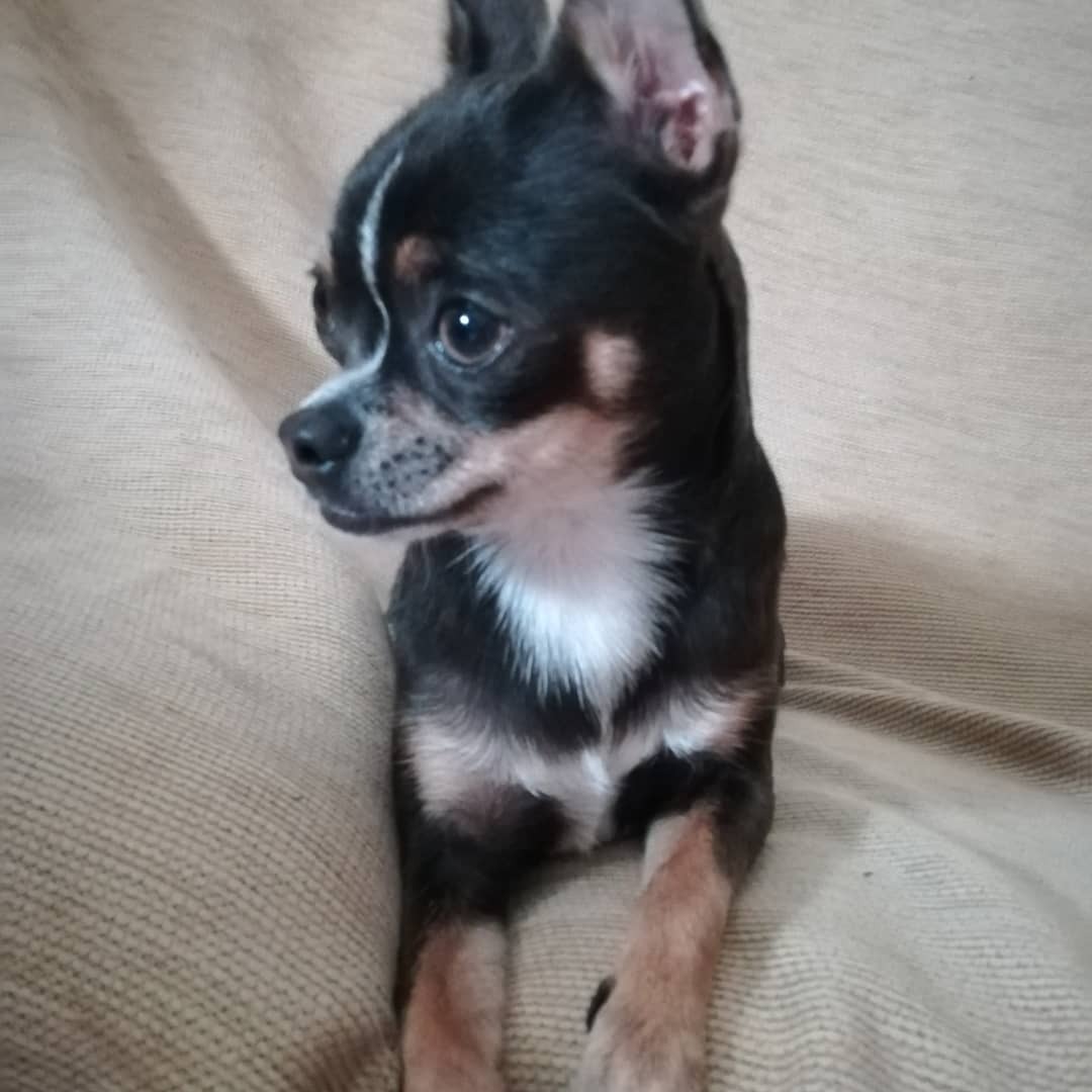 Chihuahua — 6