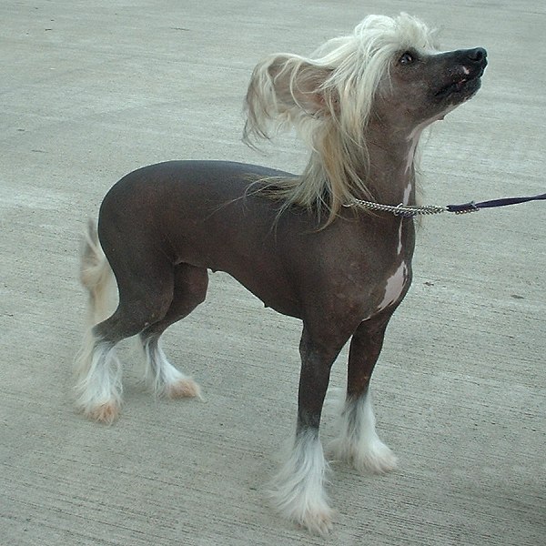 Chinese Crested — 1