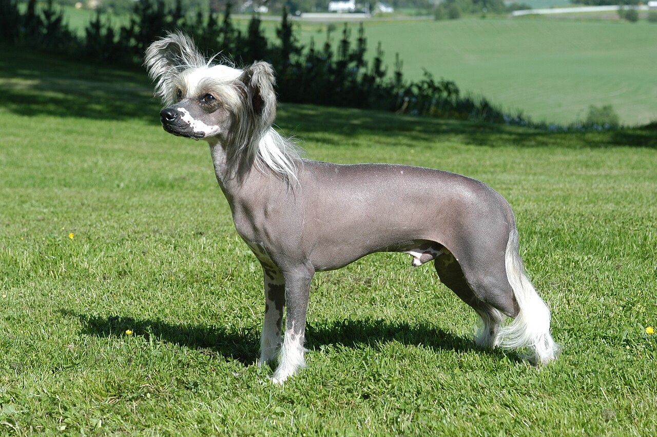 Chinese Crested — 2