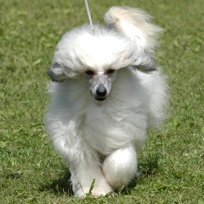 Chinese Crested — 3