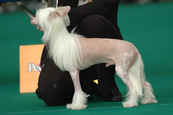 Chinese Crested — 4